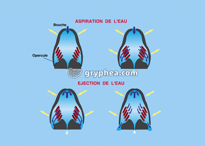 Respiration branchiale - les mouvements respiratoires chez un poisson - gryphea.com
